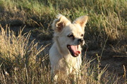 honden foto honden foto van Sophie