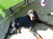 honden foto van Lalinka