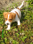 honden foto van Manuela