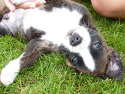 honden foto van Ringo