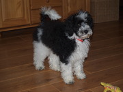 honden foto van Vera