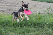 honden foto van Nicki & Ziggi