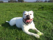 honden foto van Melissa---Rocco&Lady