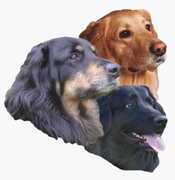 honden foto honden foto van van de Hoevemeester