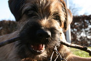 honden foto honden foto van Karlijn