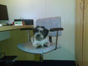 honden foto van jeroen