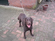 honden foto honden foto van Matthew...