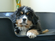 honden foto van Mariska