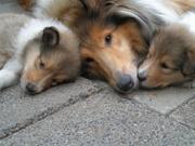 honden foto van Fam. Raddost