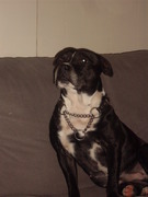 honden foto honden foto van mandy