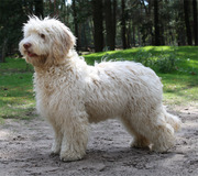 honden foto honden foto van Happy Doodles