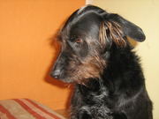 honden foto honden foto van Faro en Isa