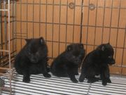 honden foto van ruben