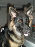 honden foto van Caatje