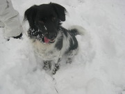 honden foto van Wiske