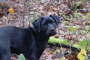 honden foto van stephan