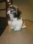 honden foto van Rebecca Zwaluw