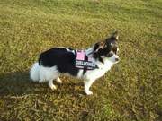 honden foto honden foto van Sacha