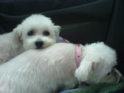 honden foto van Sonja