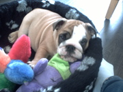 honden foto van Michelle