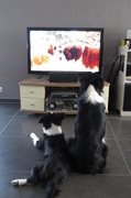 honden foto van Barbra