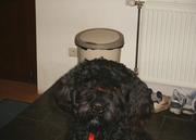 honden foto van w