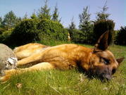 honden foto van Anouk