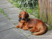honden foto van Vera & haar teckel
