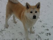 honden foto honden foto van Hanne