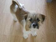 honden foto van henny