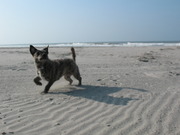 honden foto honden foto van priscilla