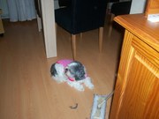 honden foto van joke