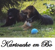 honden foto honden foto van lien