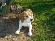 honden foto van wendy