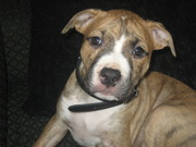 honden foto honden foto van Liliane, Sven & onze Lana