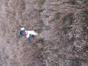 honden foto van nicolle janine smit