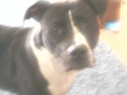 honden foto van brenda