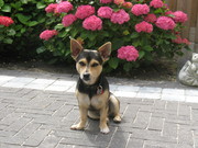 honden foto van Caroline