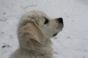 honden foto van Pedro Lema