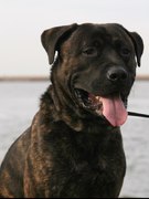 honden foto van Nathalie