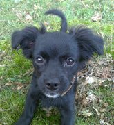 honden foto van hanna