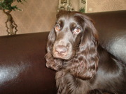 honden foto van rouska