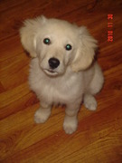 honden foto honden foto van Nick Latu