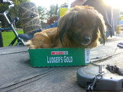 honden foto van Nadieh, Nala(R.I.P) en Rocco