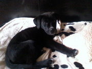 honden foto van Mariska