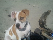 honden foto van christina