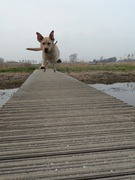 honden foto van Rob