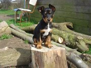 honden foto honden foto van Jojo