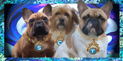 honden foto honden foto van Astrid Rijsdijk