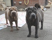 honden foto van J J van Os